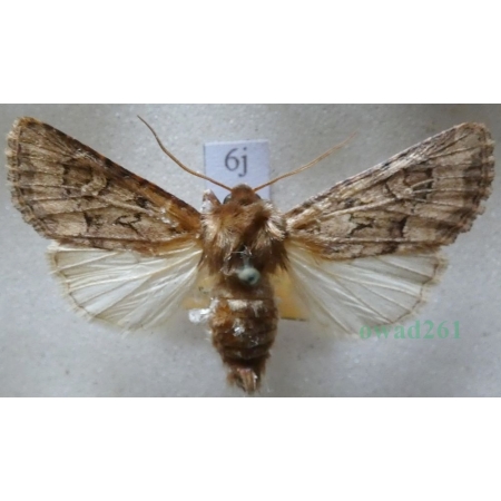 Luperina testacea (Denis & Schiffermüller, 1775) Czech6j